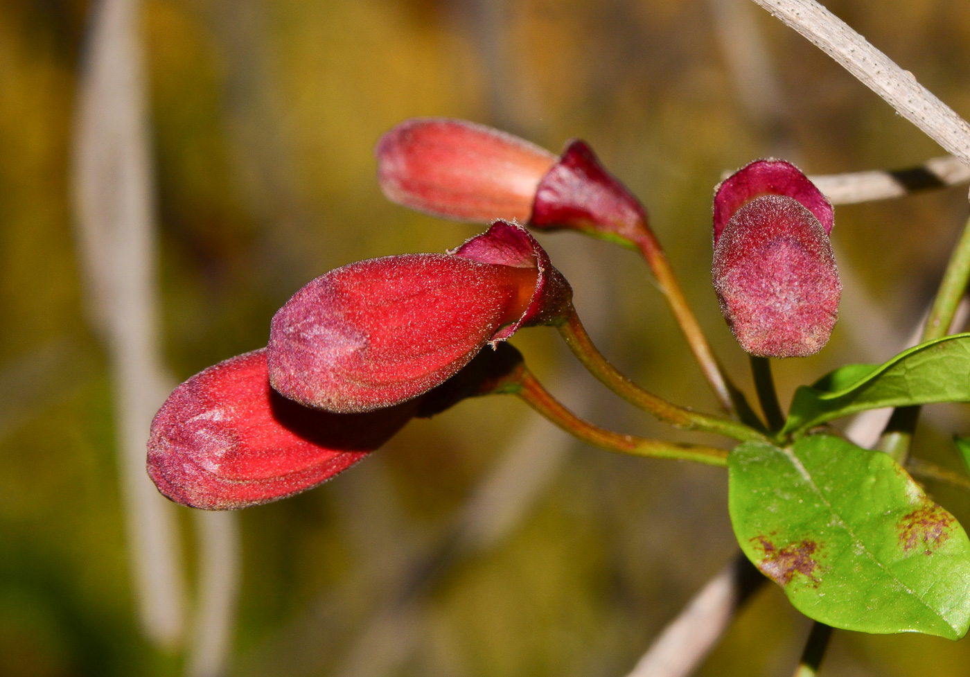 Image of Bignonia capreolata specimen.