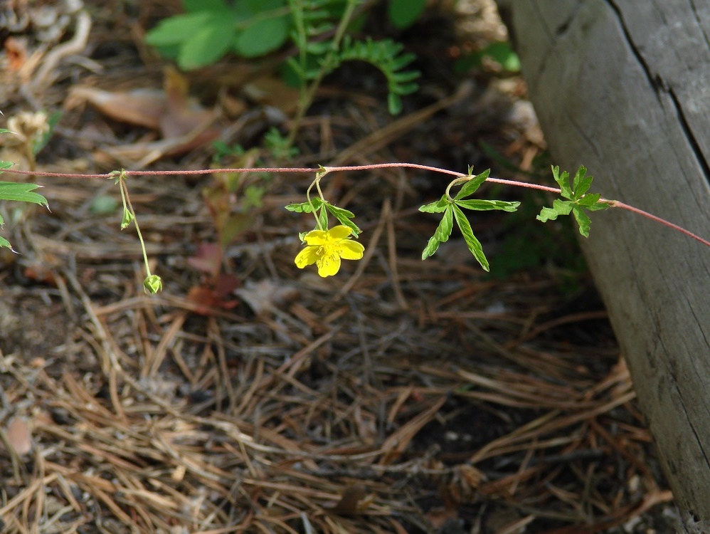 Image of Potentilla flagellaris specimen.