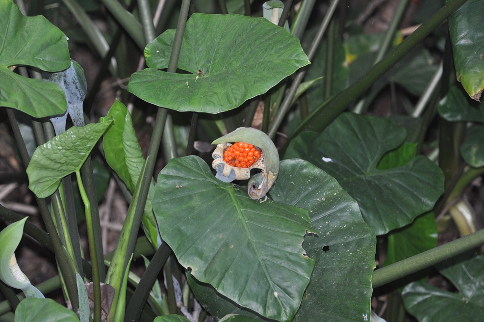 Image of genus Alocasia specimen.