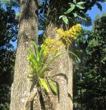 Oncidium cebolleta