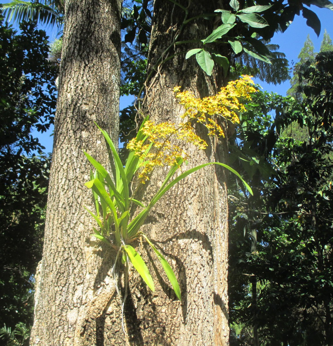 Изображение особи Oncidium cebolleta.