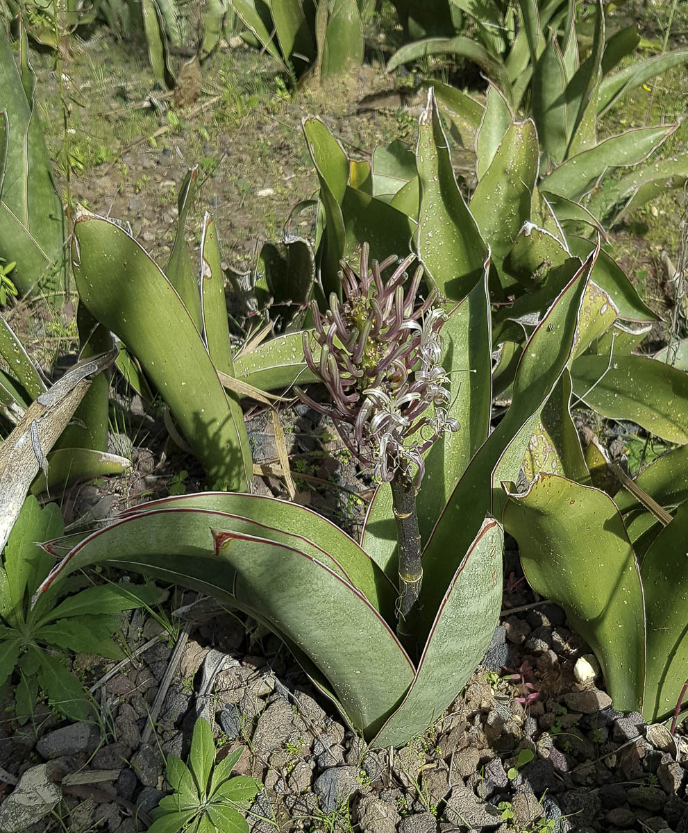 Image of Sansevieria liberica specimen.