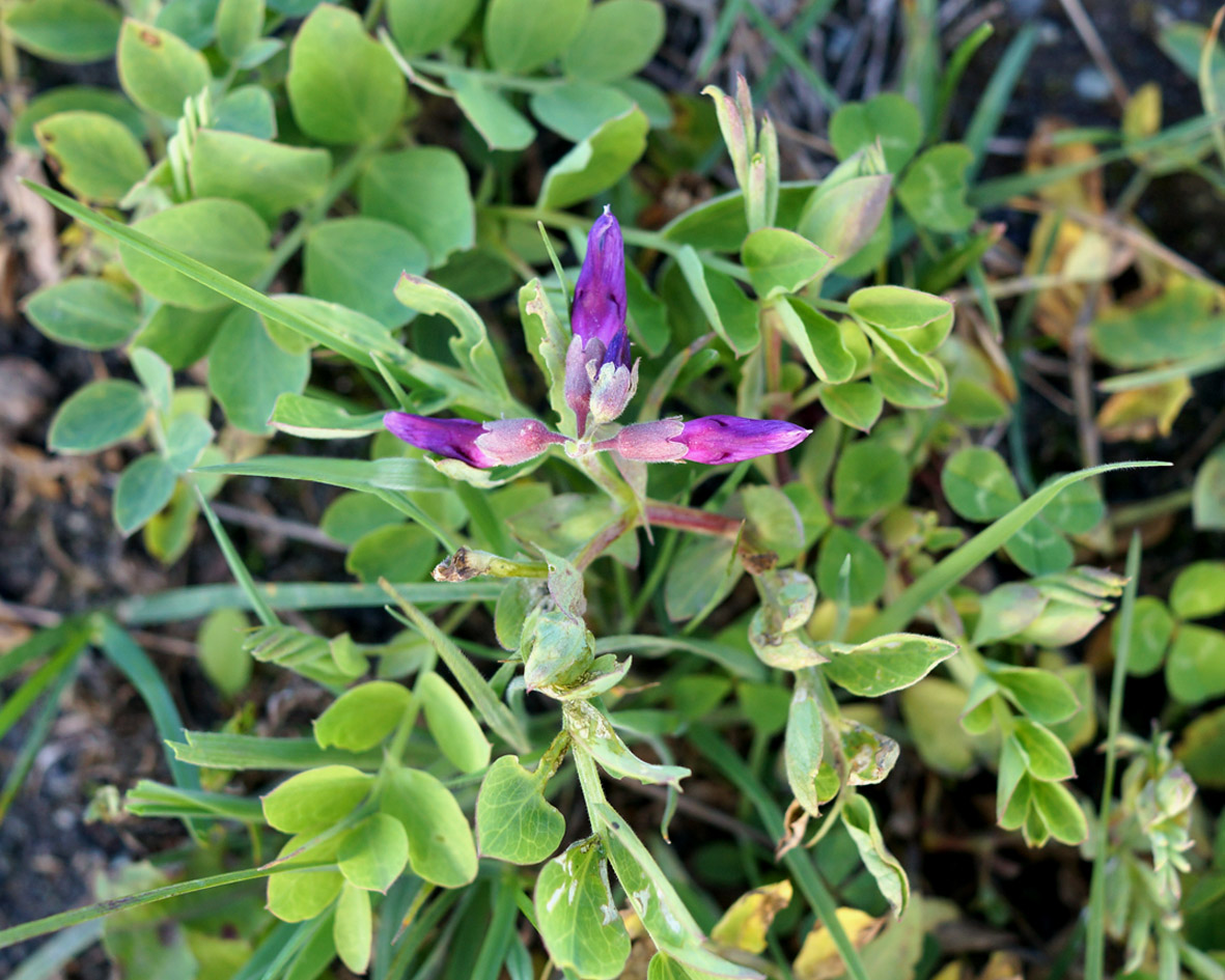 Изображение особи Lathyrus japonicus.