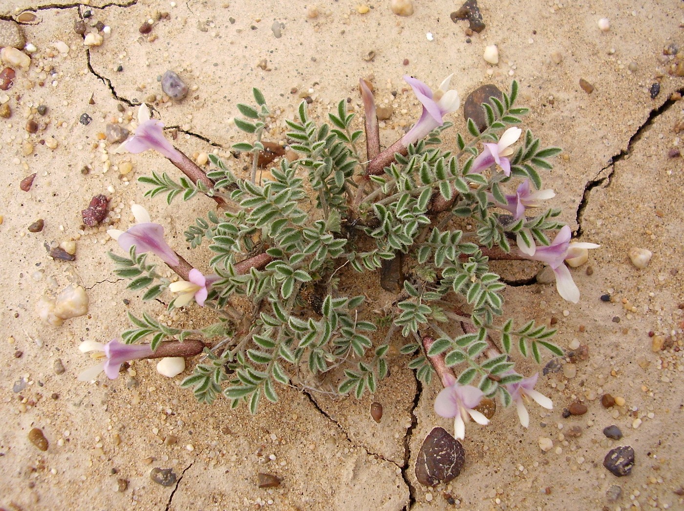 Изображение особи Astragalus pallasii.