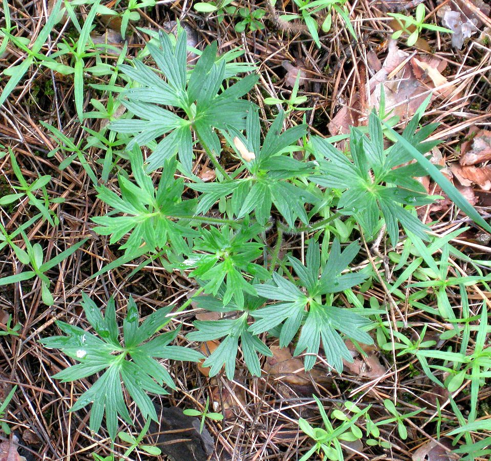 Изображение особи Pulsatilla patens.