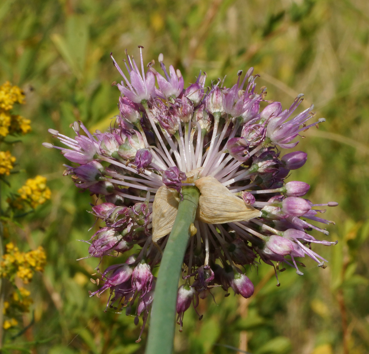 Image of Allium montanostepposum specimen.