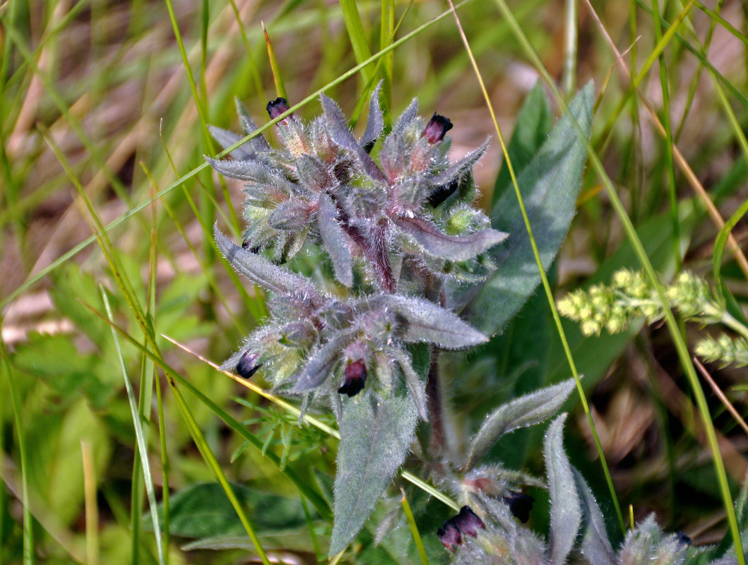 Image of Nonea rossica specimen.