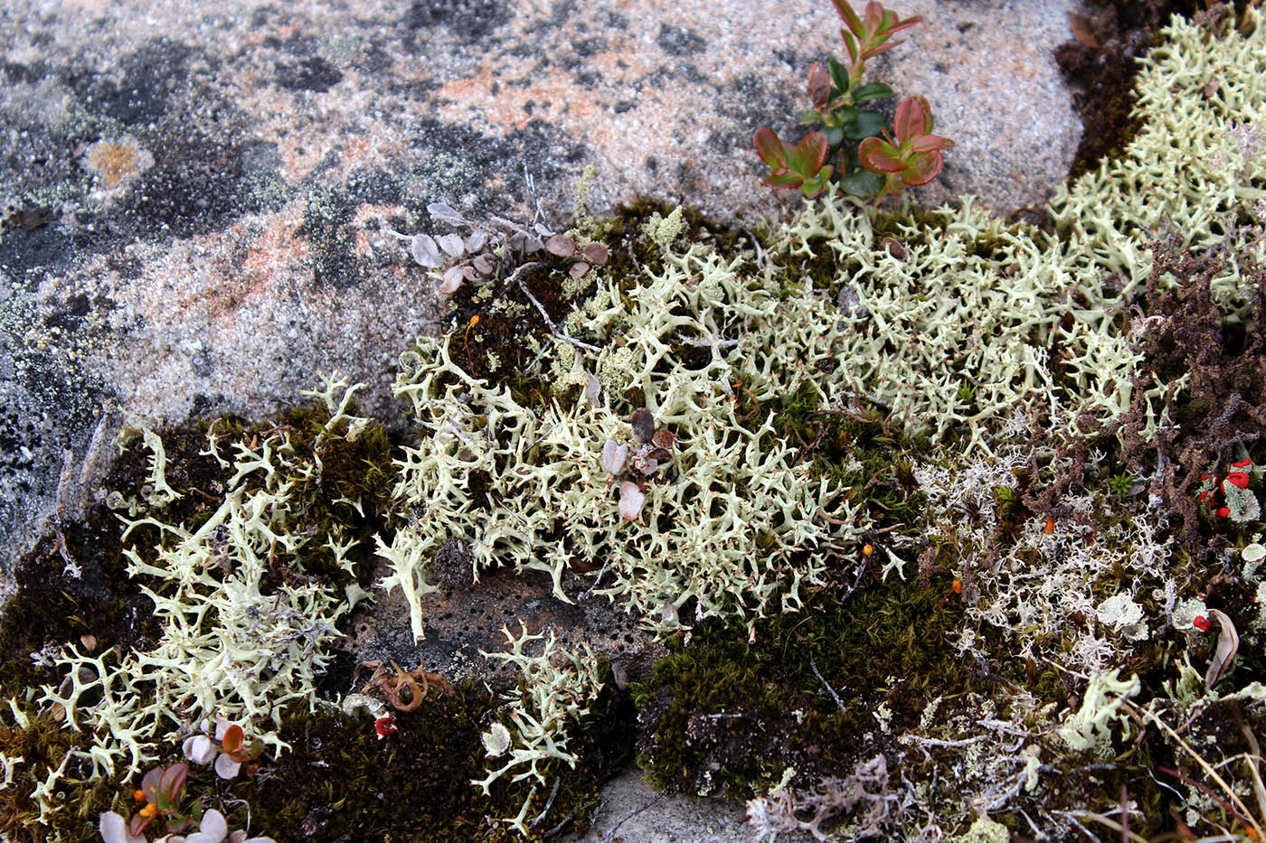 Image of Cladonia uncialis specimen.