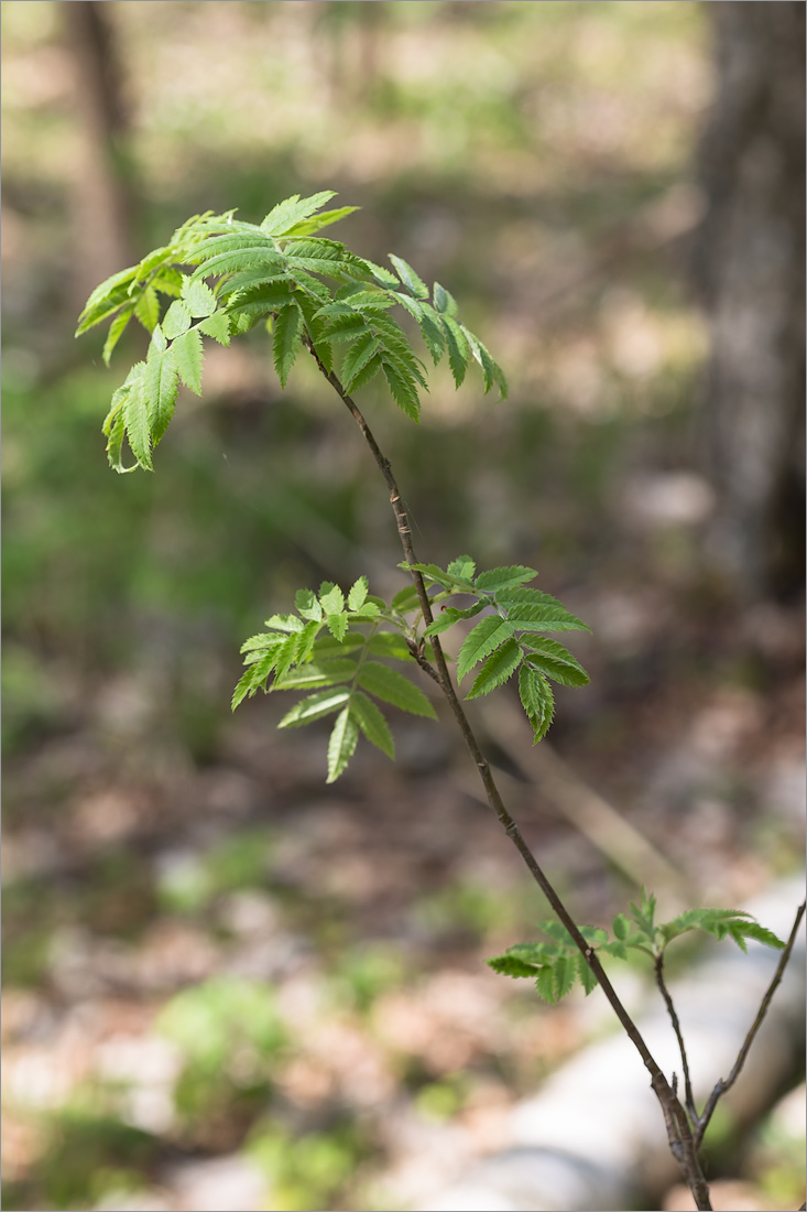 Изображение особи Sorbus aucuparia.