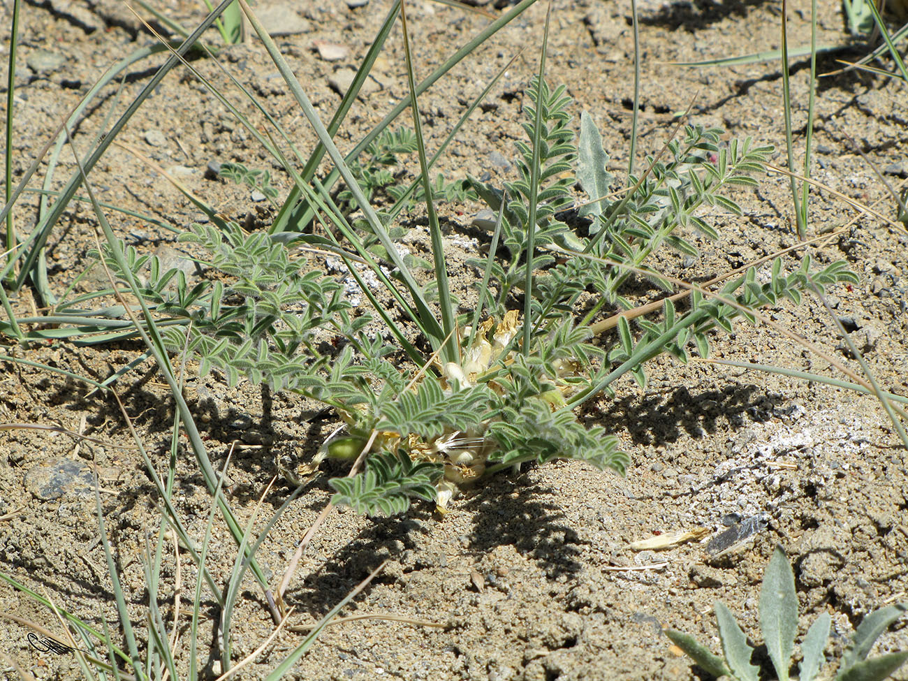 Image of Astragalus pamirensis specimen.