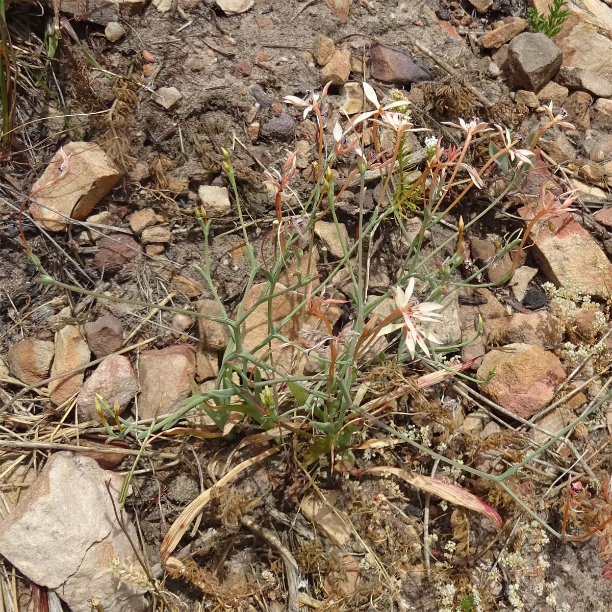 Image of Lapeirousia anceps specimen.