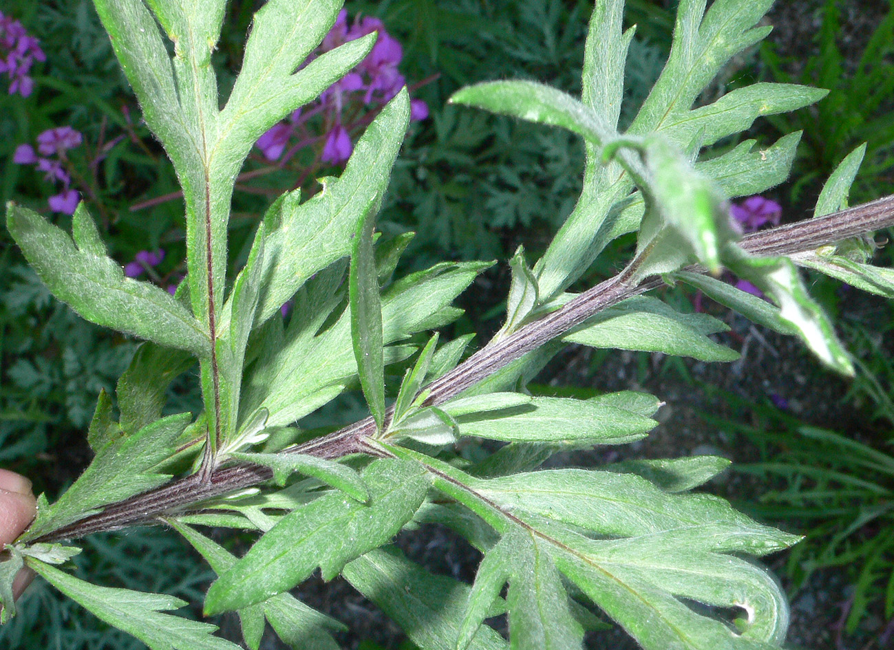 Image of genus Artemisia specimen.