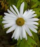 Leucanthemella serotina