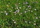 Aster serpentimontanus