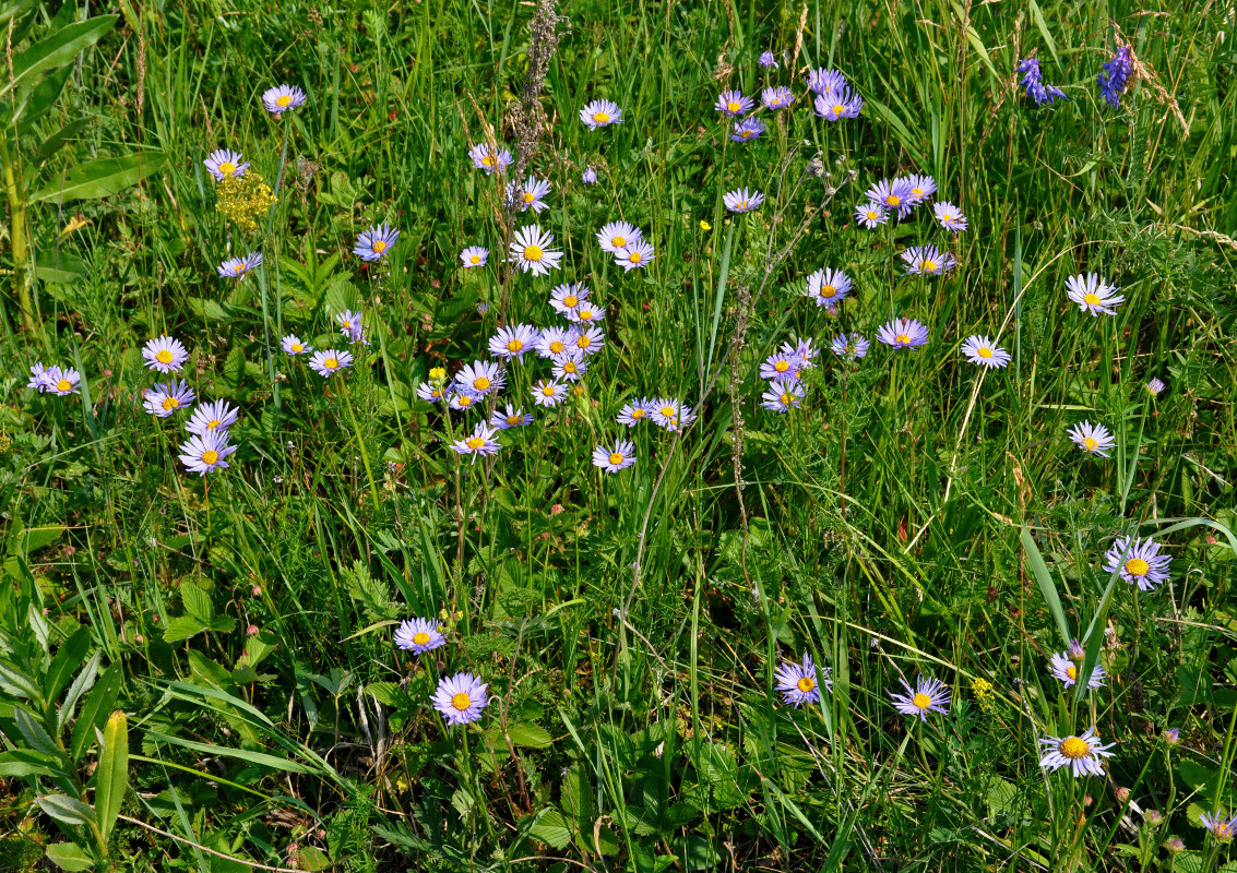 Image of Aster serpentimontanus specimen.