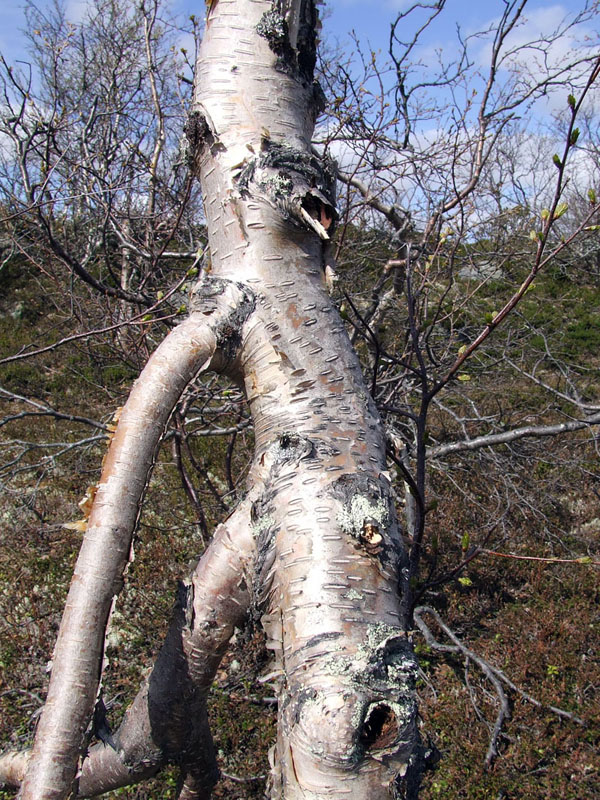 Изображение особи Betula czerepanovii.