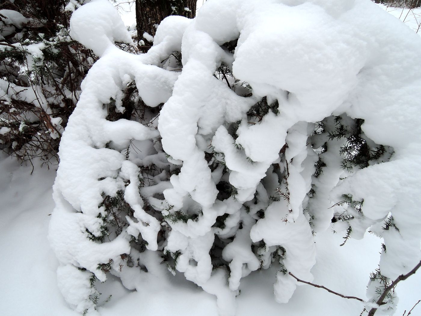 Изображение особи Juniperus communis.