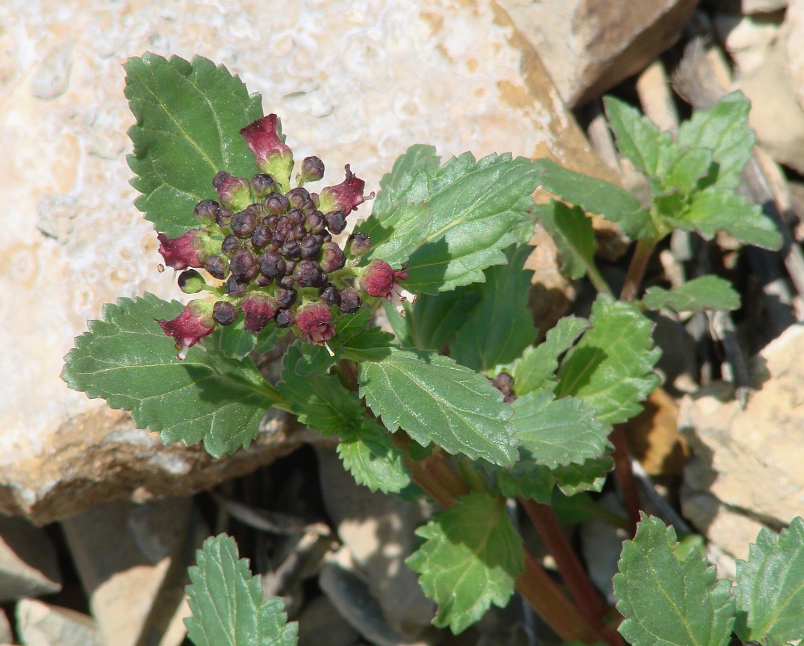 Image of Scrophularia incisa specimen.