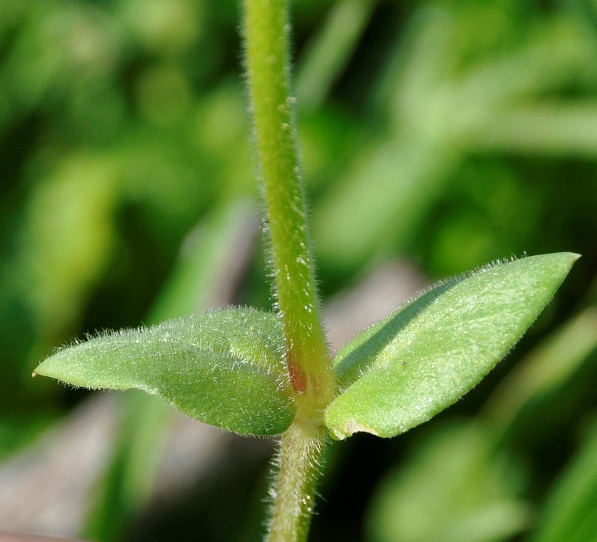 Image of Stellaria media ssp. cupaniana specimen.