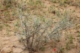 Astragalus villosissimus