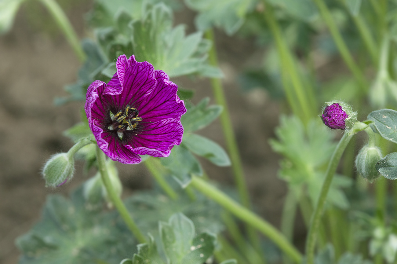 Image of Geranium cinereum specimen.