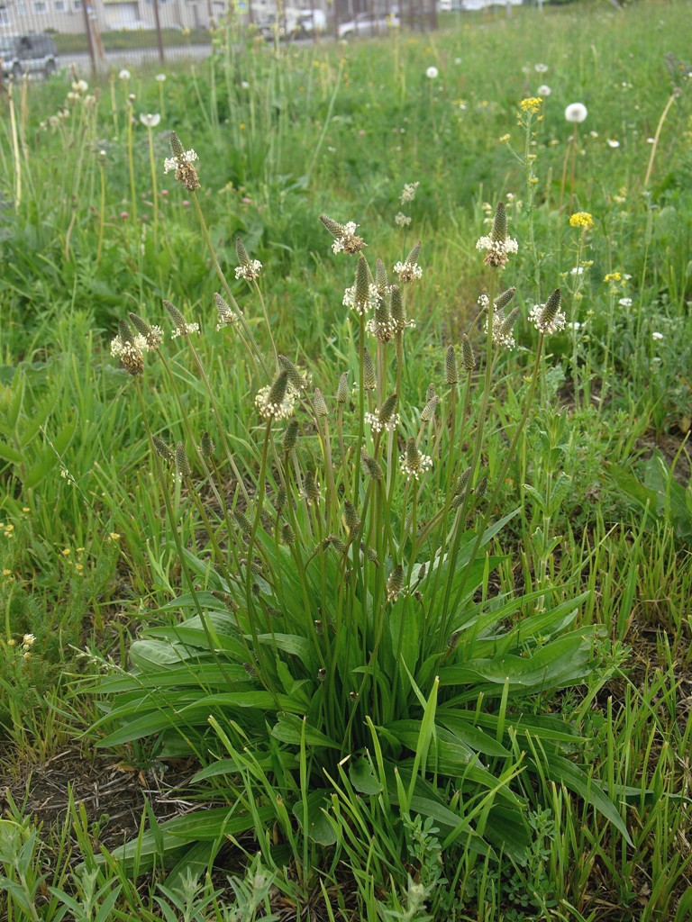 Изображение особи Plantago lanceolata.