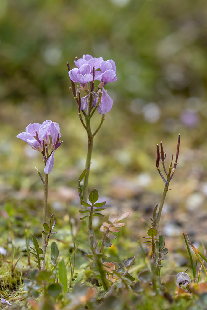 Image of Cardamine uliginosa specimen.