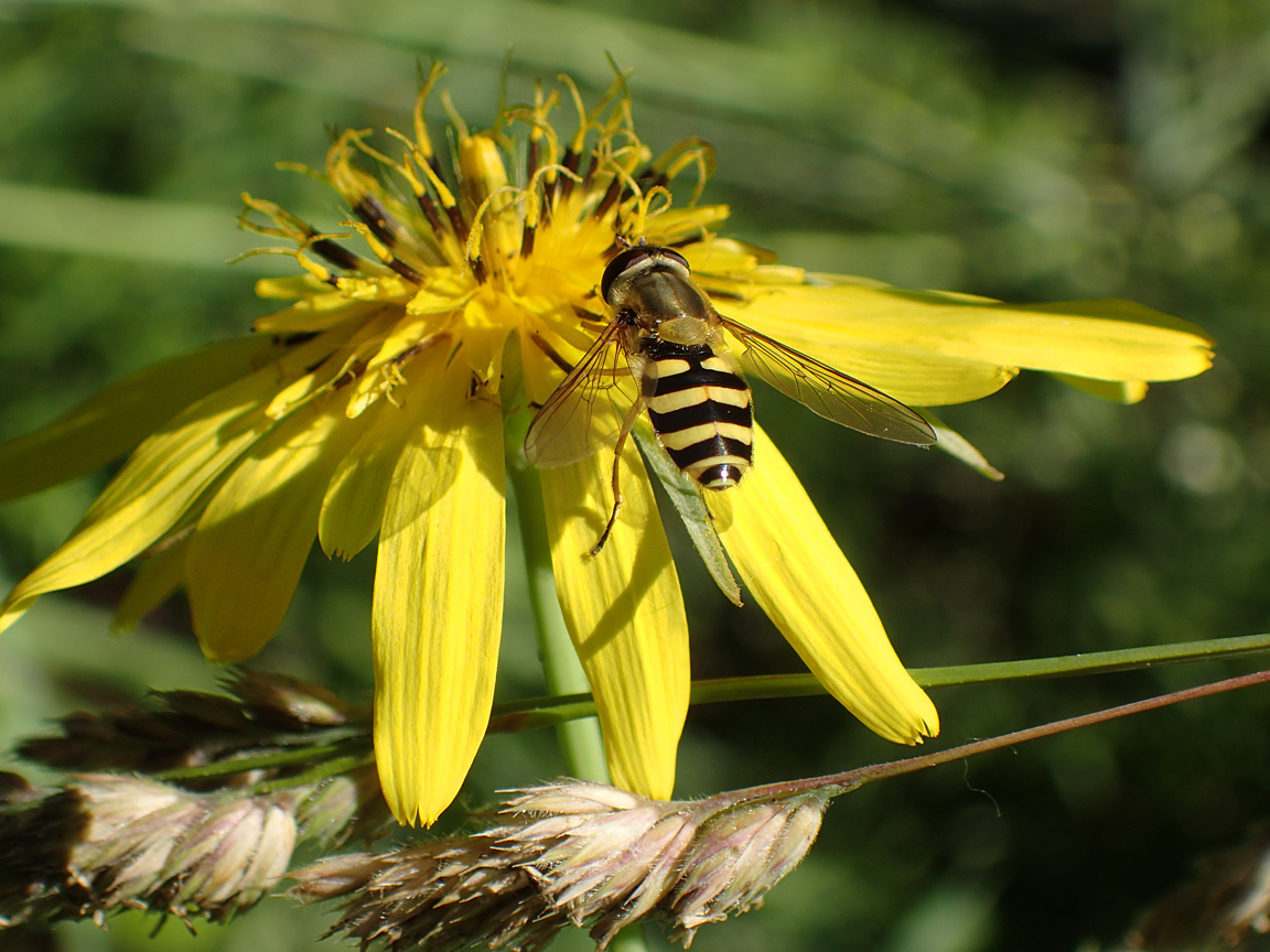 Изображение особи Tragopogon orientalis.