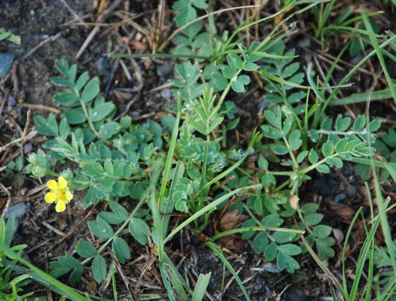 Image of Potentilla bifurca specimen.