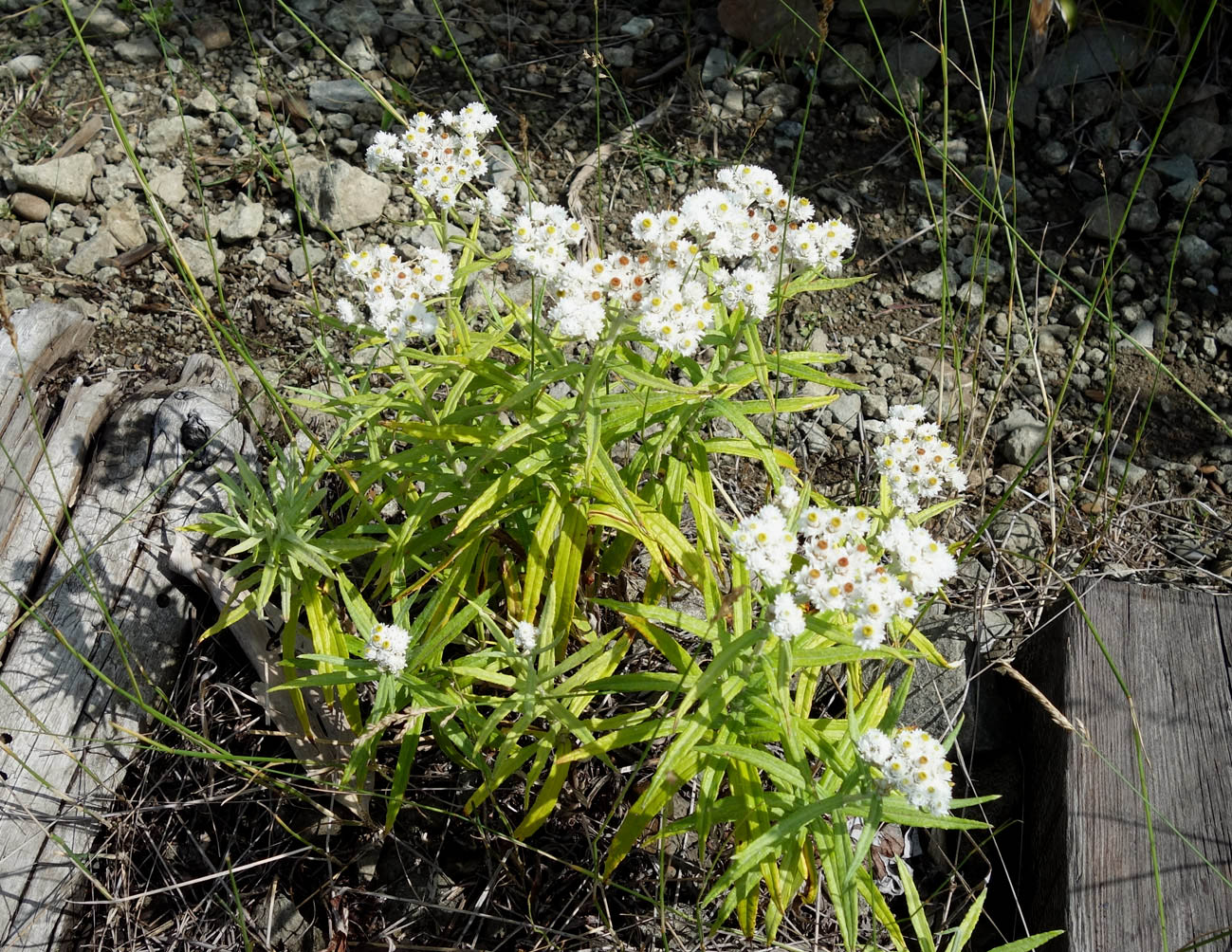 Изображение особи Anaphalis margaritacea.