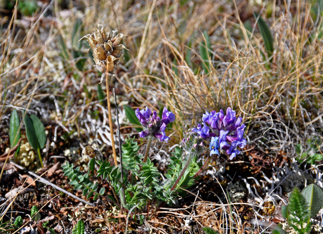 Image of Oxytropis alpina specimen.