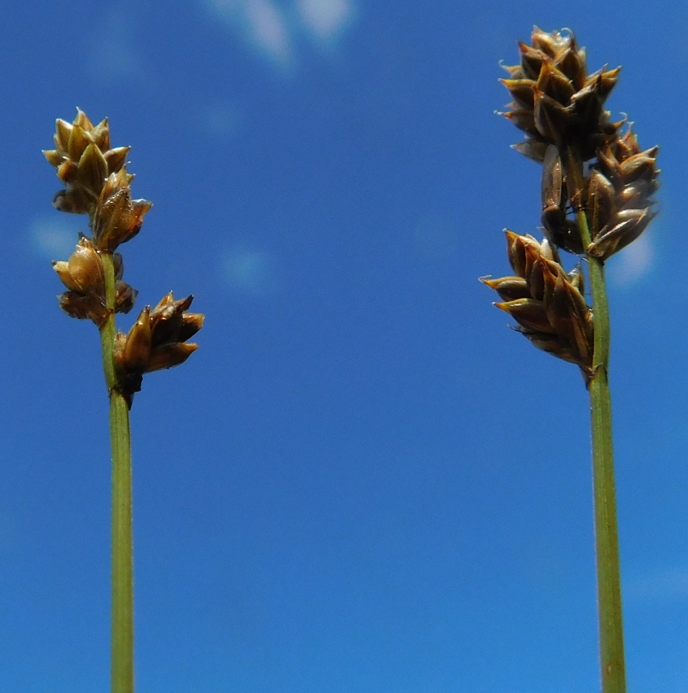 Image of Carex heleonastes specimen.