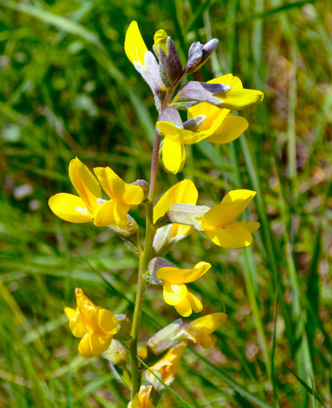 Изображение особи Thermopsis alterniflora.