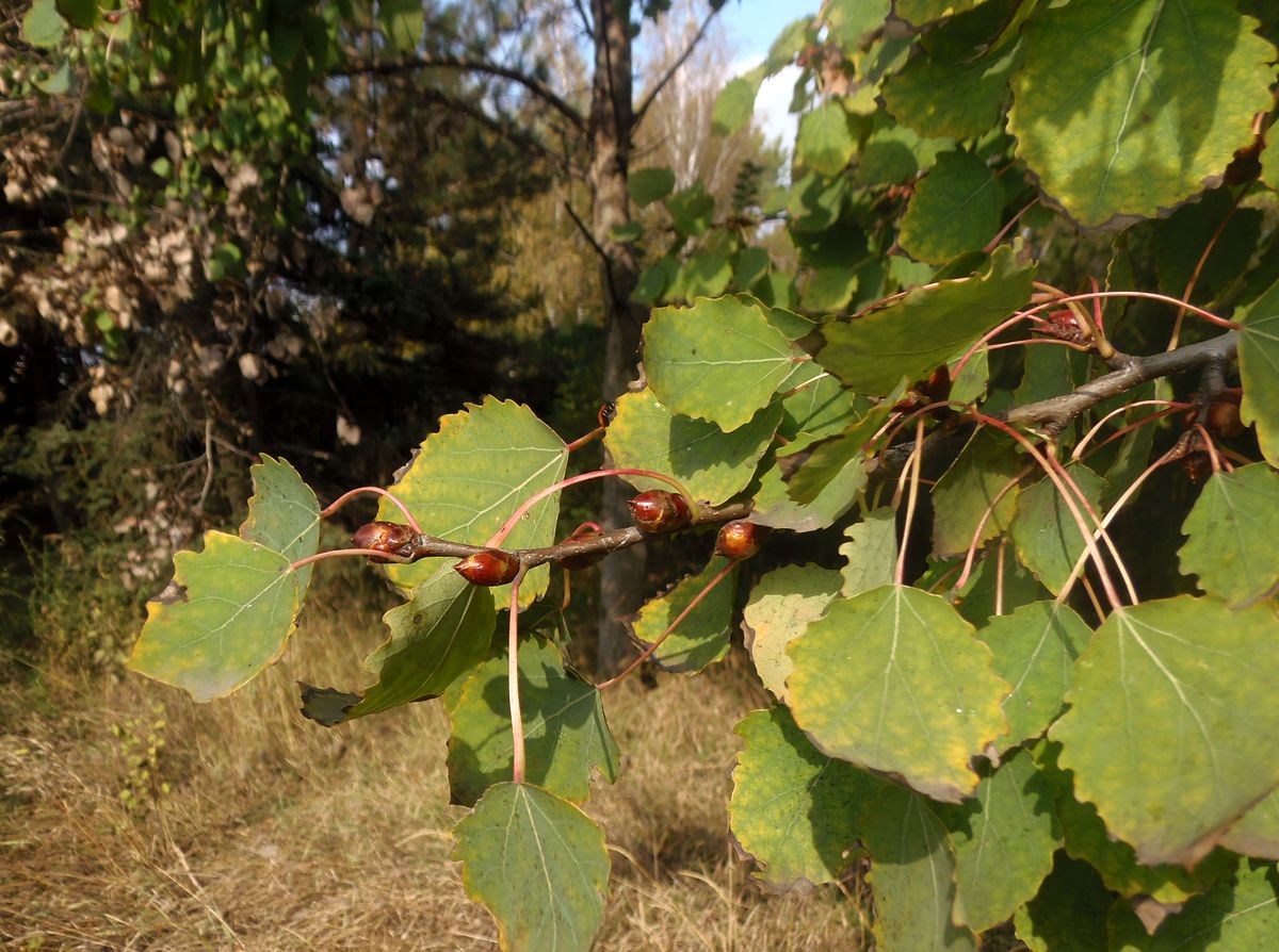 Image of Populus tremula specimen.