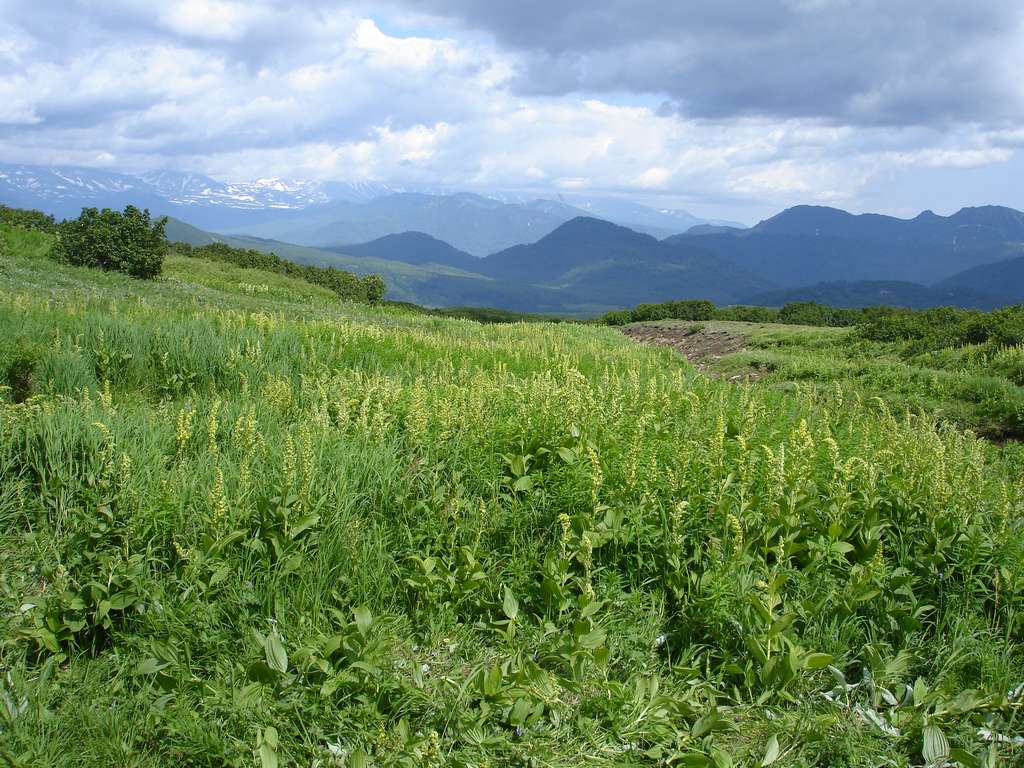 Image of Veratrum oxysepalum specimen.