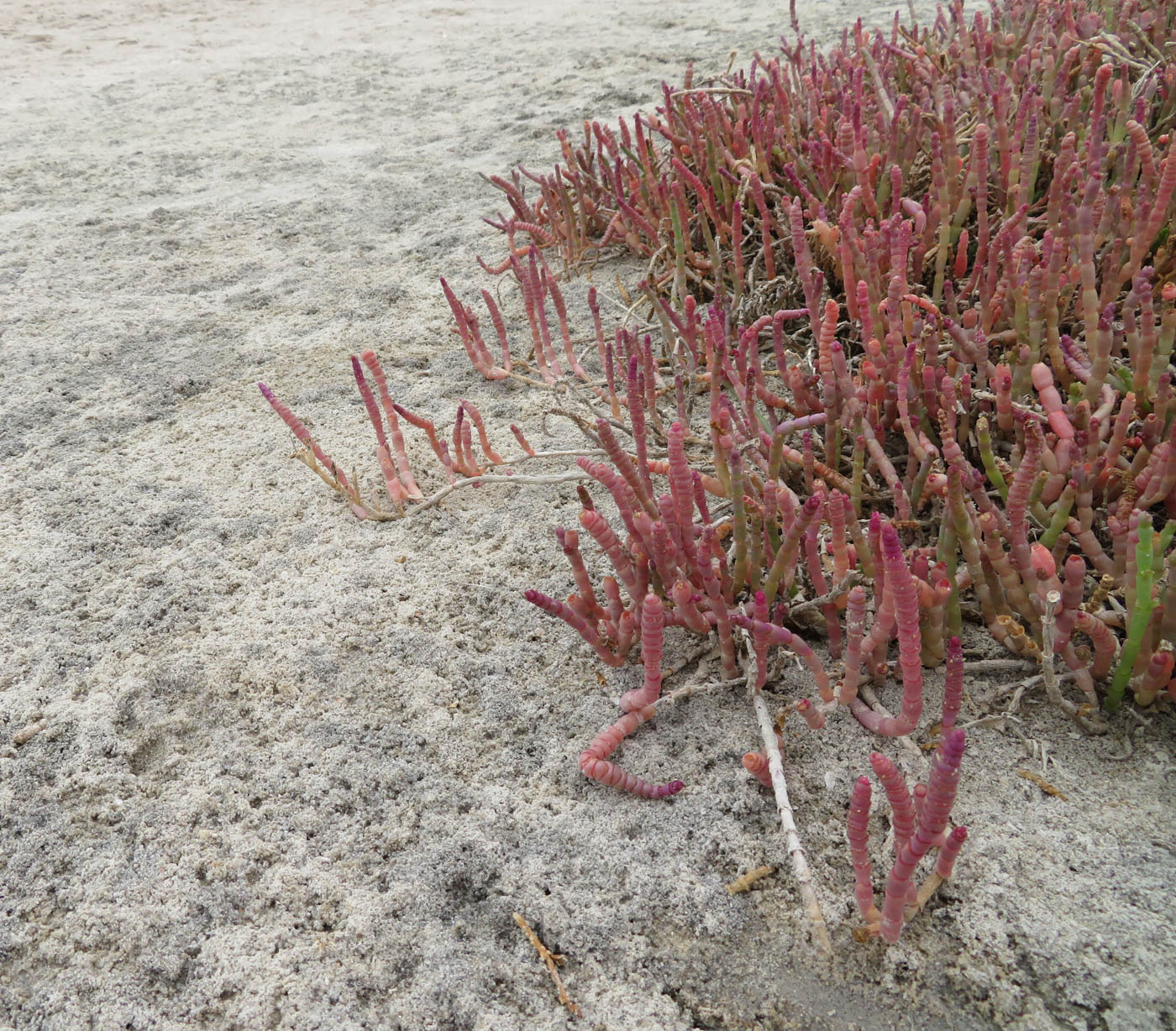 Изображение особи Salicornia natalensis.