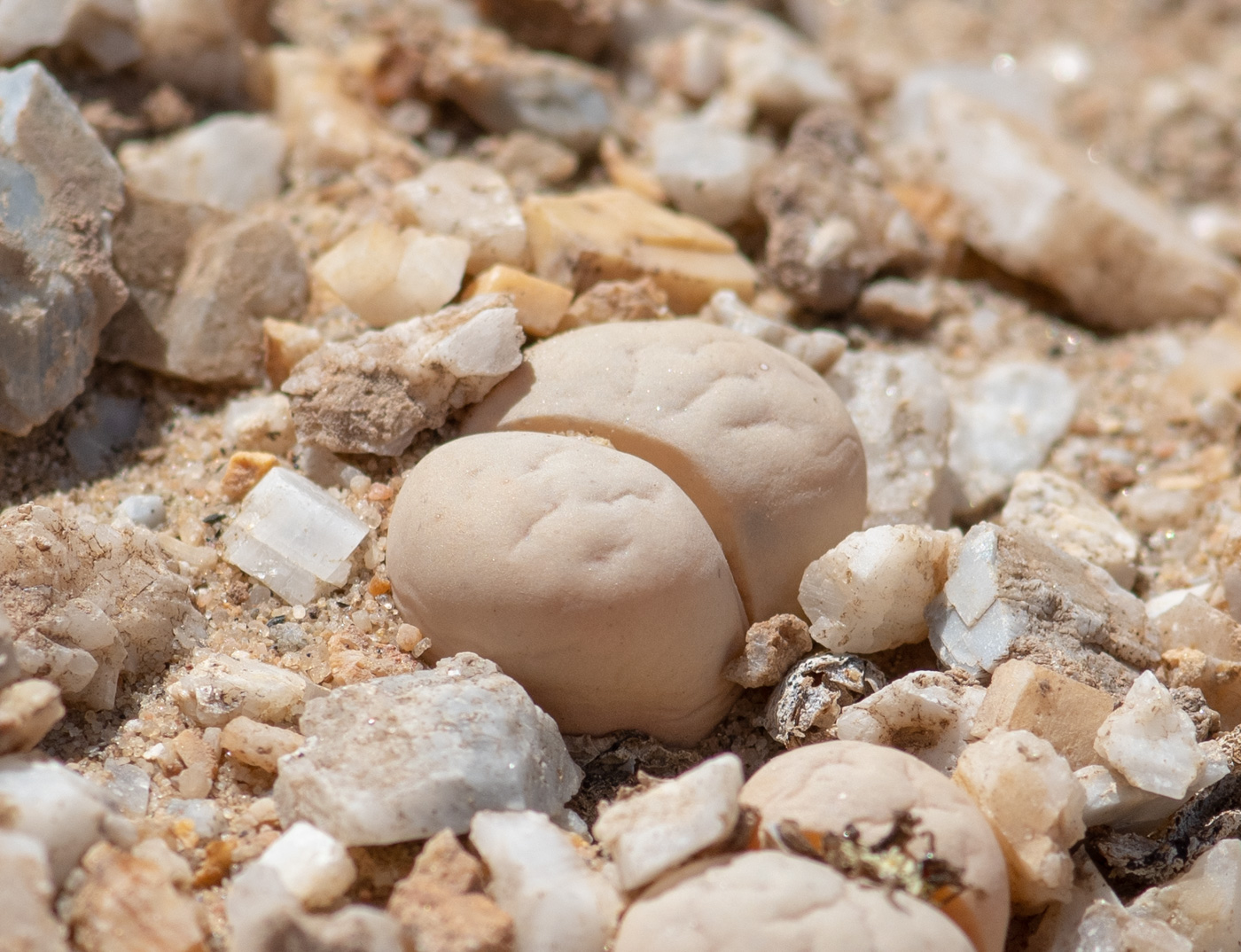 Изображение особи Lithops ruschiorum.