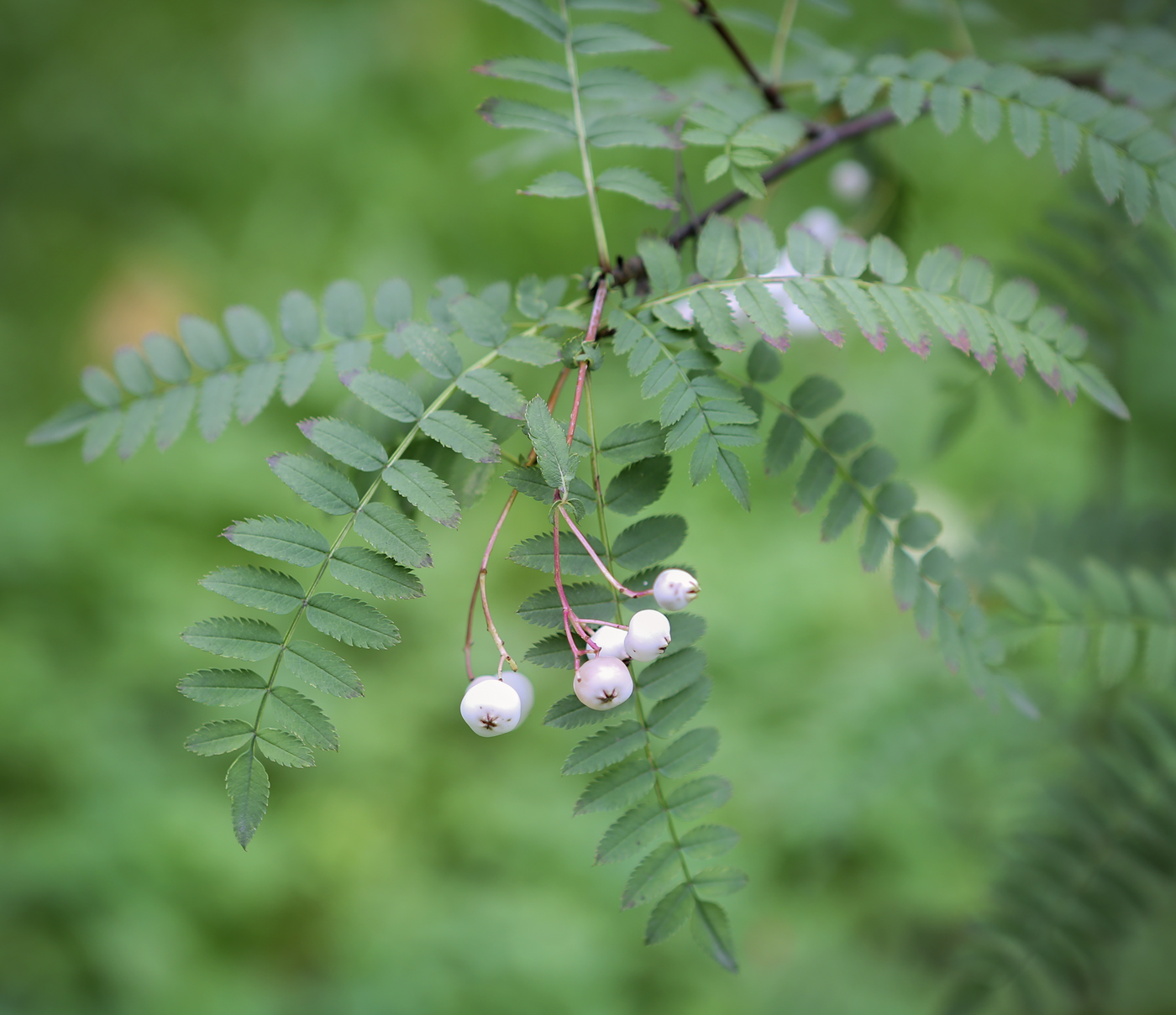 Image of Sorbus eburnea specimen.