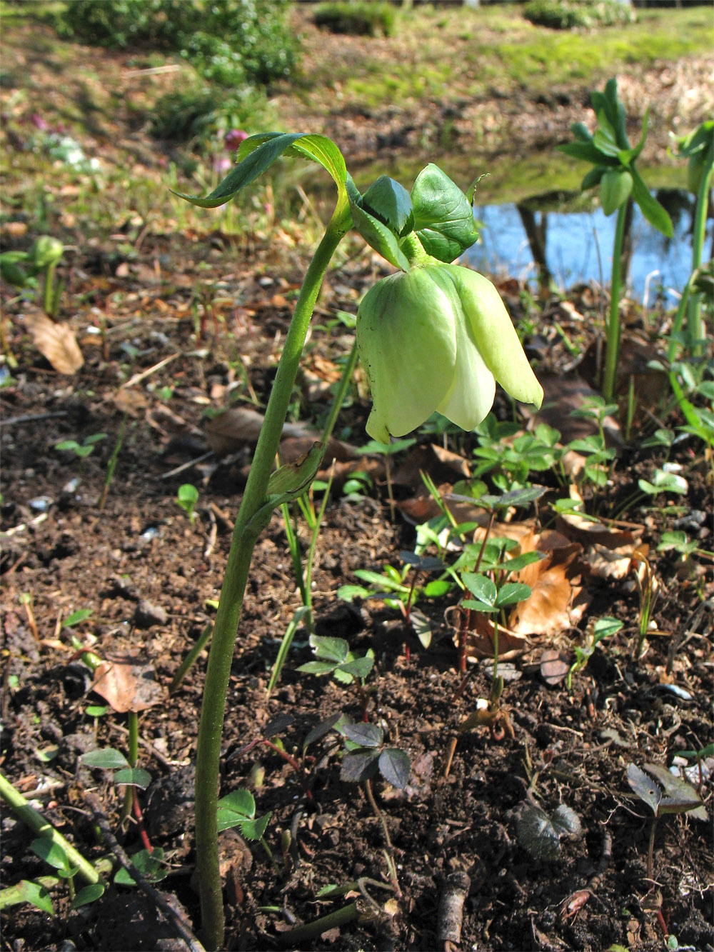 Image of Helleborus viridis specimen.