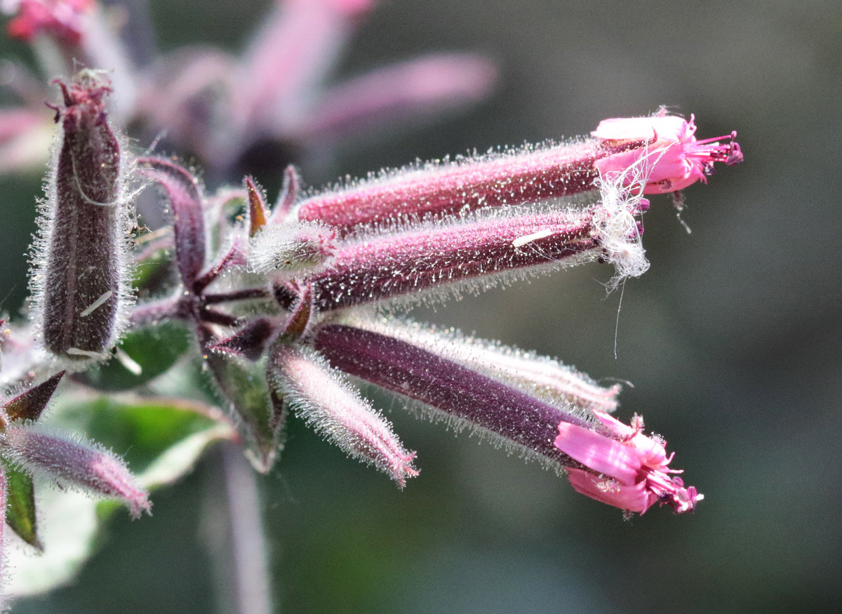 Image of Saponaria glutinosa specimen.