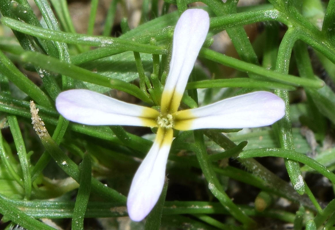 Изображение особи Leptaleum filifolium.