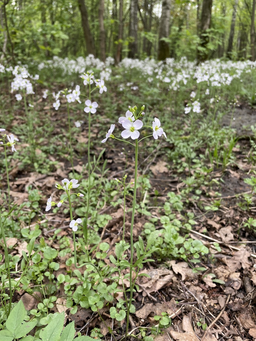 Изображение особи Cardamine pratensis.