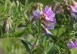 Vicia uralensis