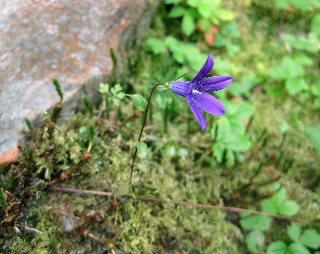 Image of Campanula abietina specimen.