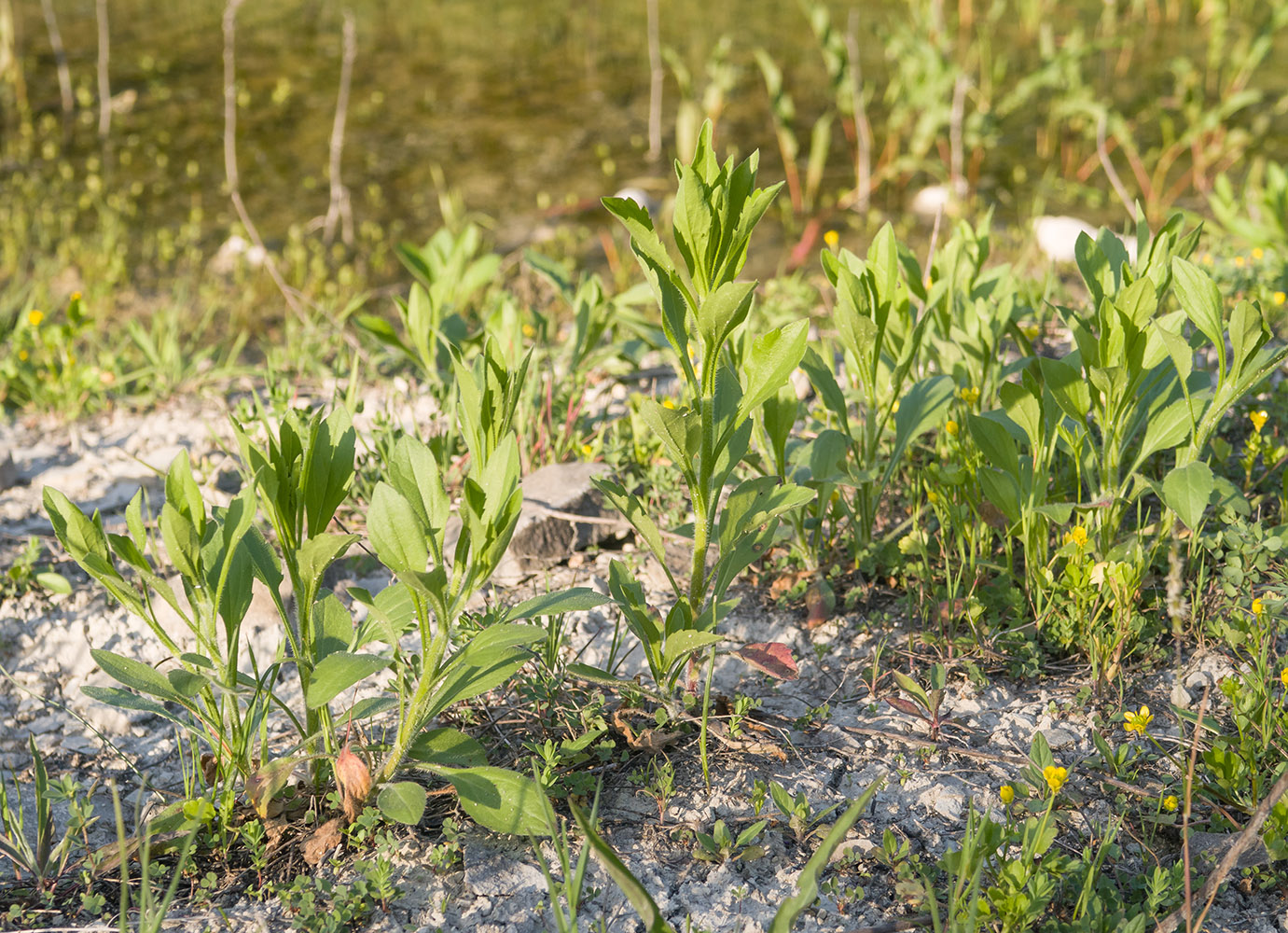 Image of Erigeron annuus specimen.