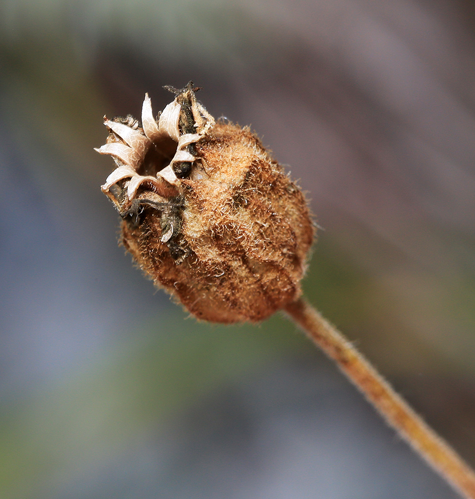 Image of Silene obscura specimen.