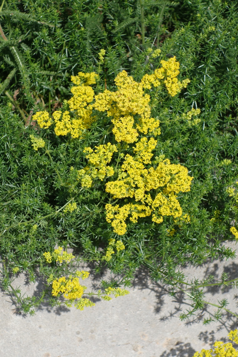 Image of Galium verum specimen.