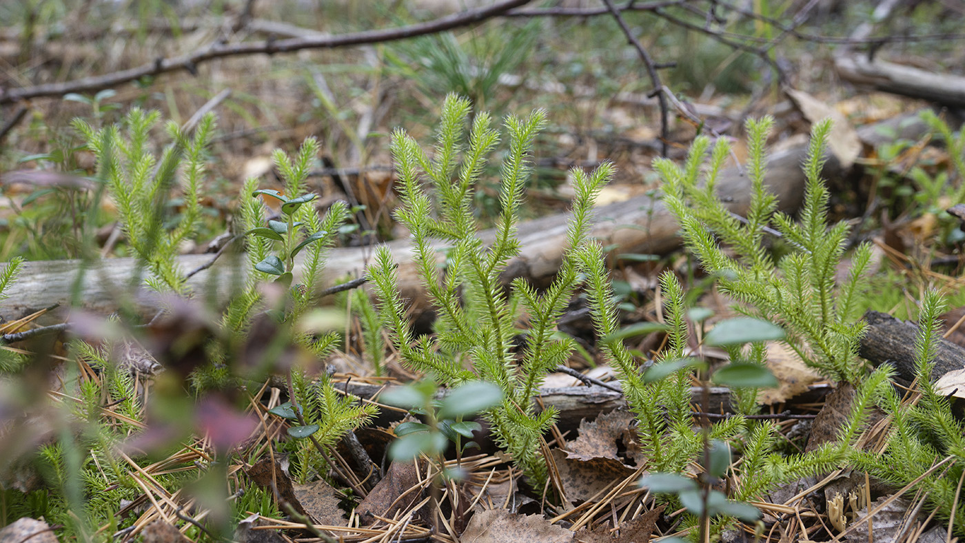 Изображение особи Lycopodium clavatum.