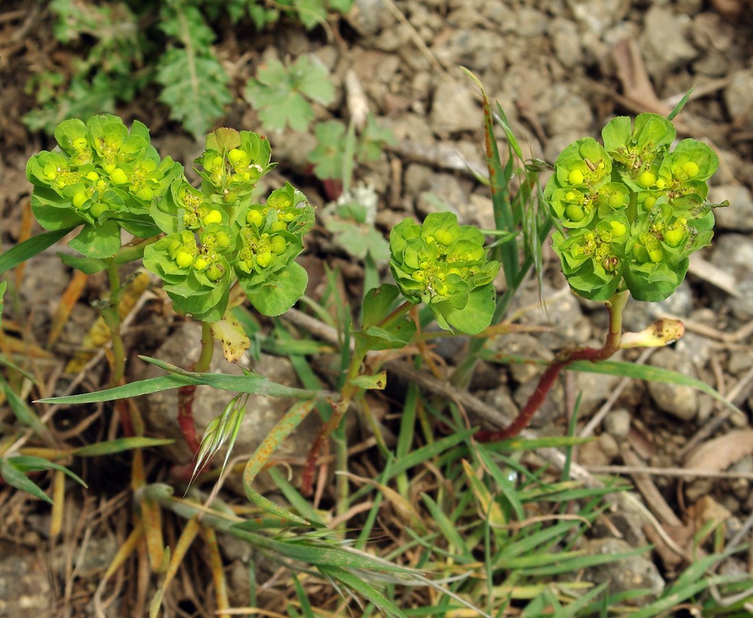 Изображение особи Euphorbia helioscopia.