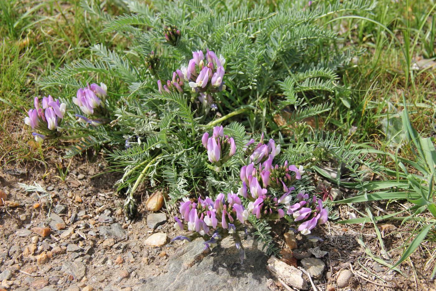 Изображение особи Astragalus masenderanus.